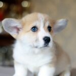 Kamelot-male-Corgi-puppy-for-sale-4