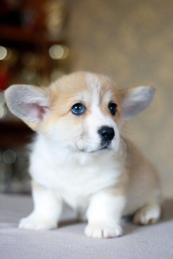 Kamelot Welsh Corgi Kamelot Welsh Corgi