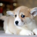 Kamelot-male-Corgi-puppy-for-sale-5
