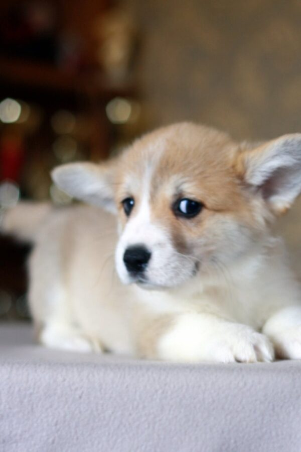 Kamelot Welsh Corgi Kamelot Welsh Corgi