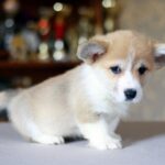 Kamelot-male-Corgi-puppy-for-sale-6