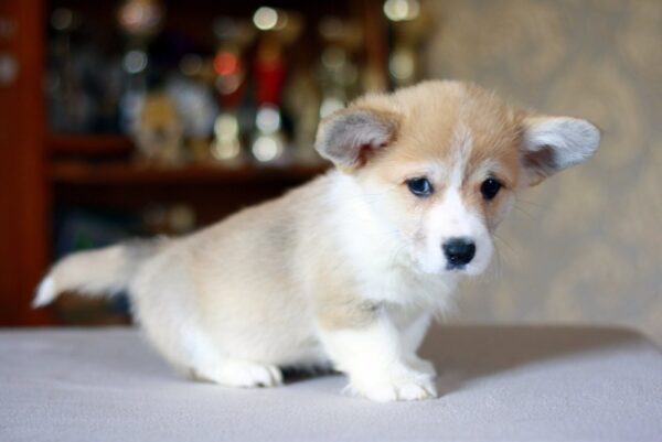 Kamelot Welsh Corgi Kamelot Welsh Corgi