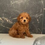 Karabas-male-maltipoo-puppy-for-sale-1 (1)