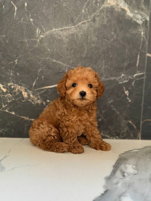Karabas Maltipoo Karabas Maltipoo