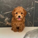 Karabas-male-maltipoo-puppy-for-sale-1 (2)
