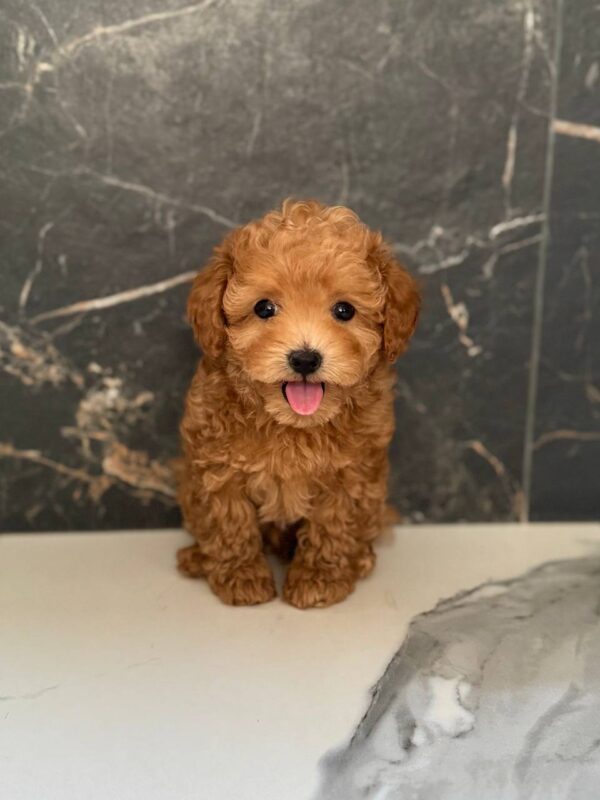 Karabas Maltipoo Karabas Maltipoo