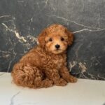 Karabas-male-maltipoo-puppy-for-sale-1 (3)