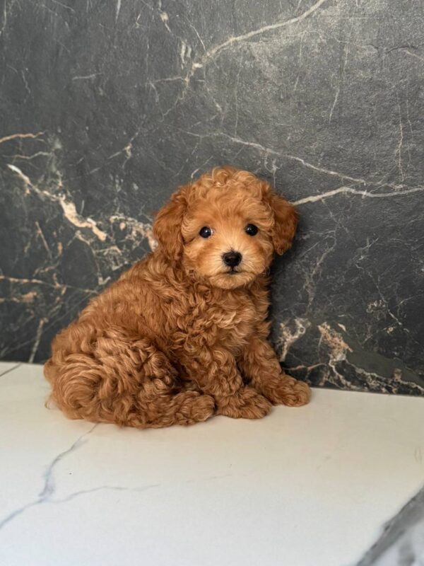 Karabas Maltipoo Karabas Maltipoo
