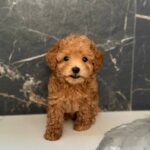 Karabas-male-maltipoo-puppy-for-sale-1 (4)