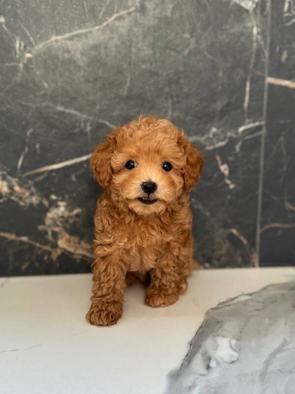 Karabas Maltipoo Karabas Maltipoo