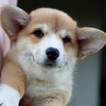 Kay-male-Corgi-puppy-for-sale-1