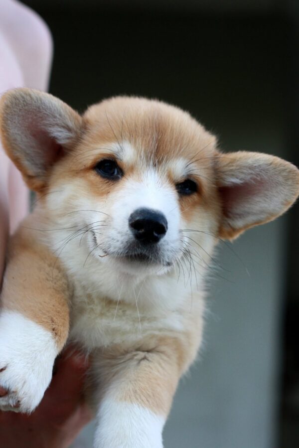 Kay Welsh Corgi Kay Welsh Corgi