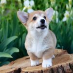 Kay-male-Corgi-puppy-for-sale-2