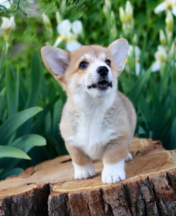 Kay Welsh Corgi Kay Welsh Corgi