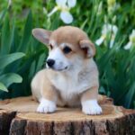 Kay-male-Corgi-puppy-for-sale-3