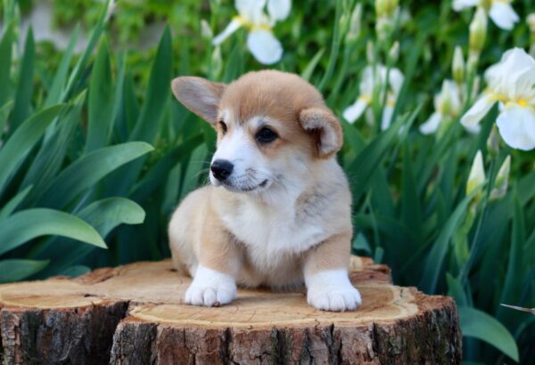 Kay Welsh Corgi Kay Welsh Corgi