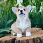 Kay-male-Corgi-puppy-for-sale-4