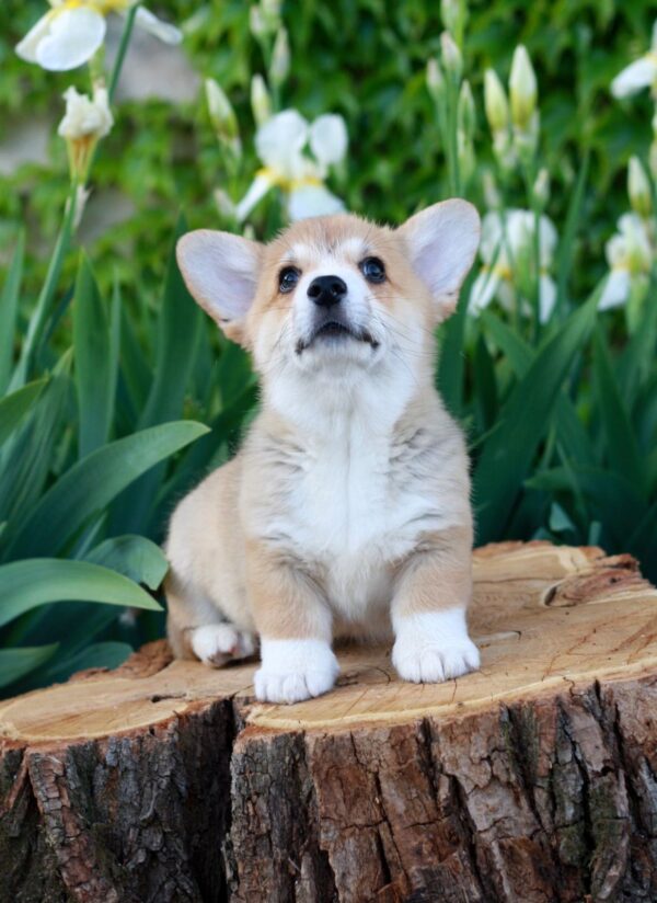 Kay Welsh Corgi Kay Welsh Corgi