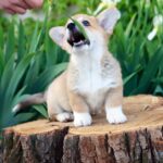 Kay-male-Corgi-puppy-for-sale-5