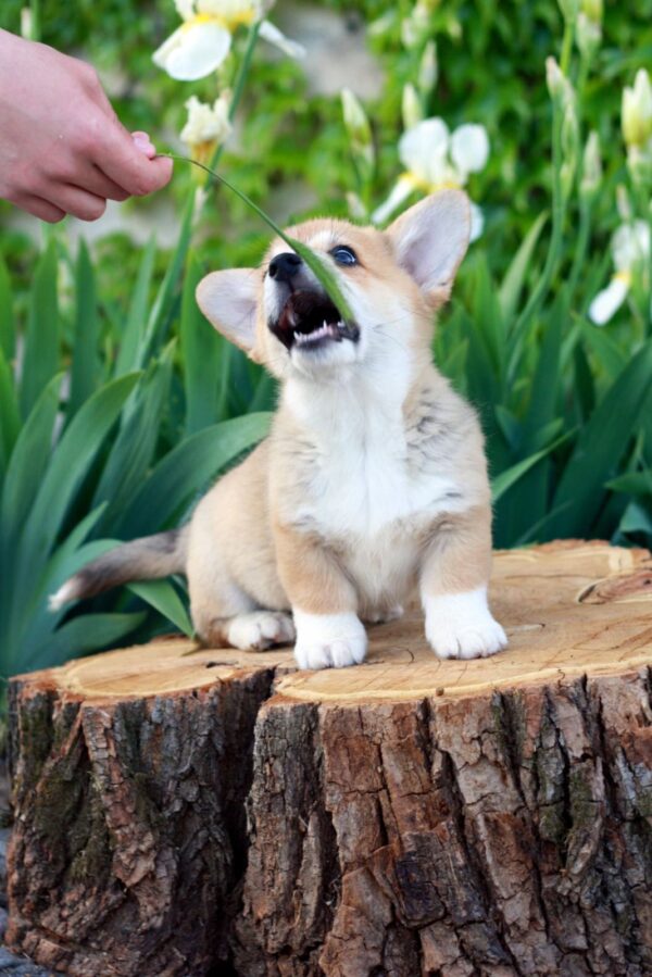 Kay Welsh Corgi Kay Welsh Corgi