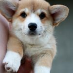 Kay-male-Corgi-puppy-for-sale-6
