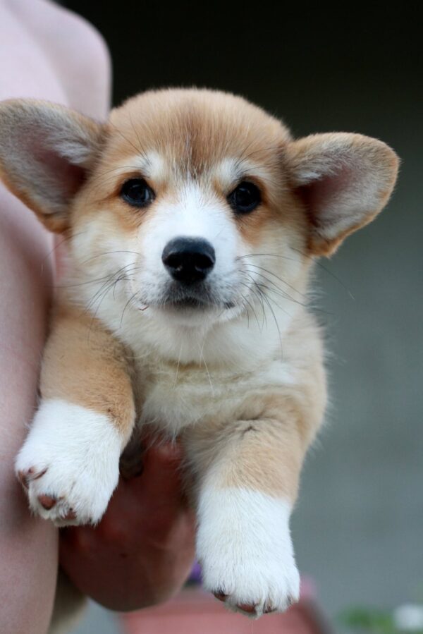 Kay Welsh Corgi Kay Welsh Corgi