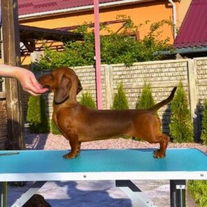 Kayla Miniature Dachshund Kayla Miniature Dachshund