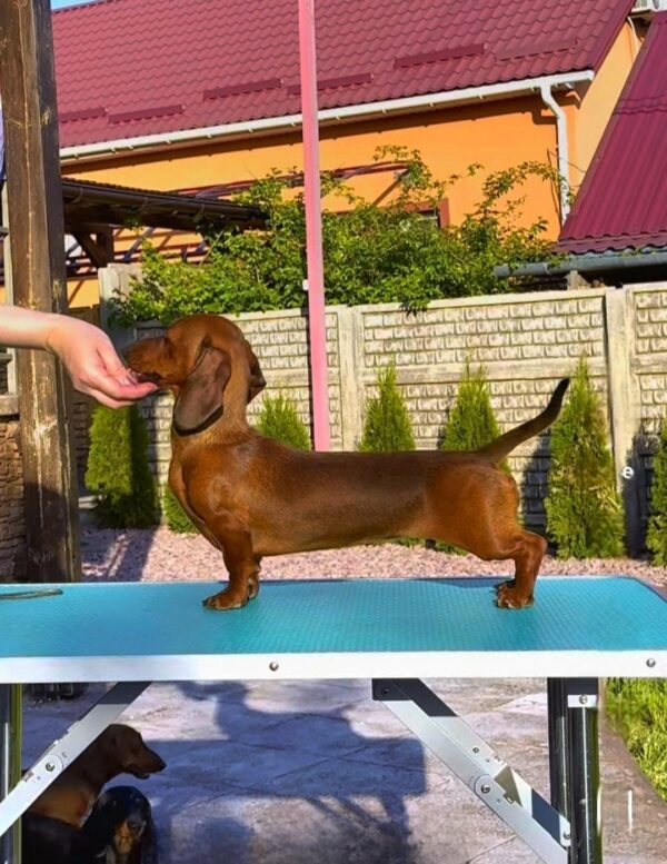 Kayla Miniature Dachshund Kayla Miniature Dachshund
