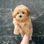 Kellar-male-maltipoo-puppy-for-sale-1 (1)