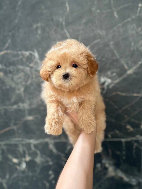 Kellar Maltipoo Kellar Maltipoo