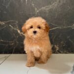 Kellar-male-maltipoo-puppy-for-sale-1 (2)
