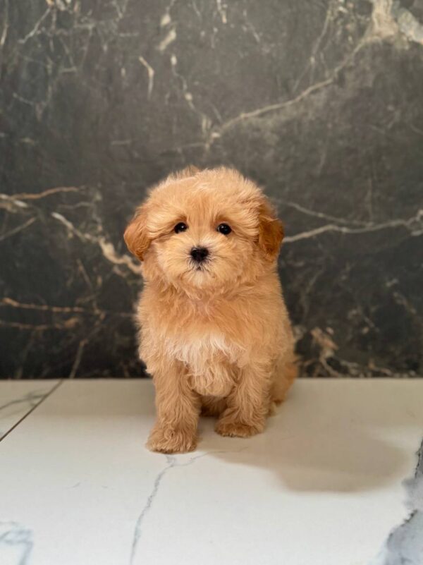 Kellar Maltipoo Kellar Maltipoo