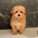 Kellar-male-maltipoo-puppy-for-sale-1 (3)