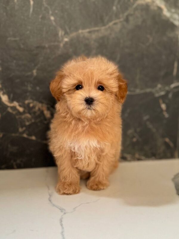 Kellar Maltipoo Kellar Maltipoo