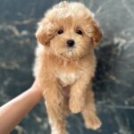 Kellar-male-maltipoo-puppy-for-sale-1 (5)