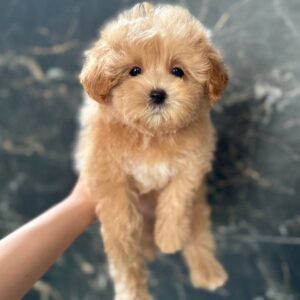 Kellar Maltipoo Kellar Maltipoo