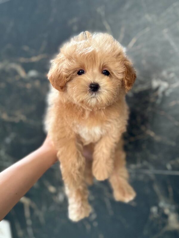 Kellar Maltipoo Kellar Maltipoo