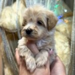 Kenzo-male-Maltipoo-puppy-for sale-1
