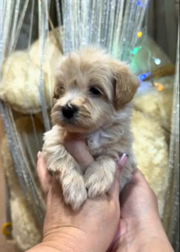 Kenzo Maltipoo Kenzo Maltipoo