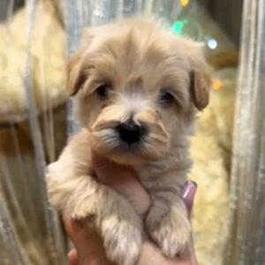Kenzo Maltipoo Kenzo Maltipoo
