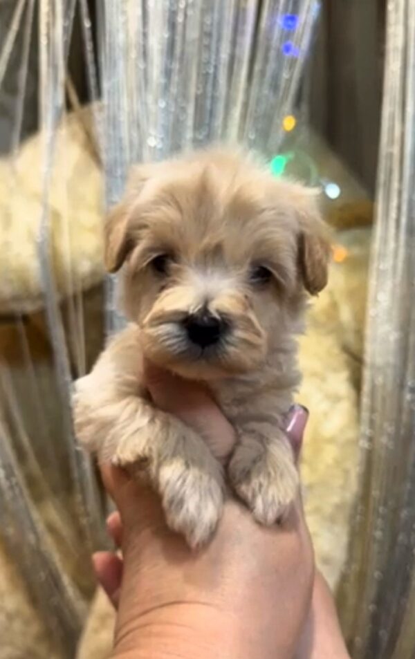Kenzo Maltipoo Kenzo Maltipoo