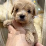 Kessie-female-Maltipoo-puppy-for sale-1