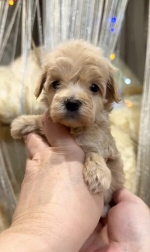 Kessie Maltipoo Kessie Maltipoo