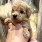 Kessie-female-Maltipoo-puppy-for sale-2
