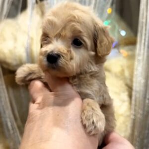 Kessie Maltipoo Kessie Maltipoo