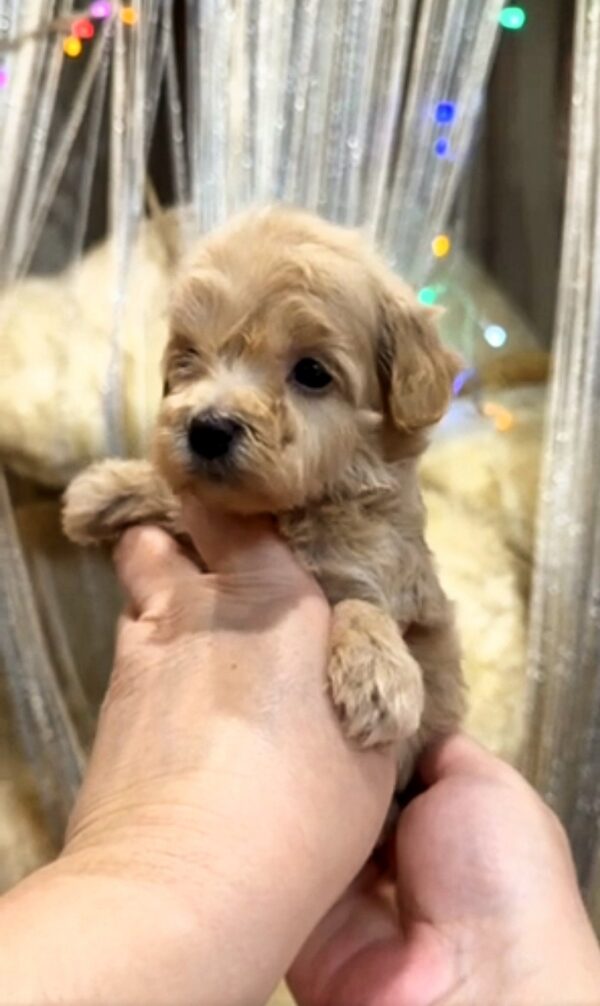 Kessie Maltipoo Kessie Maltipoo