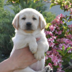 Kiara-female-labrador-retriever-puppy-for-sale- (1)