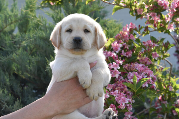 Kiara Labrador Retriever Kiara Labrador Retriever