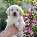 Kiara-female-labrador-retriever-puppy-for-sale- (2)
