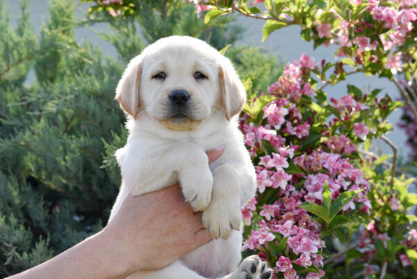 Kiara Labrador Retriever Kiara Labrador Retriever